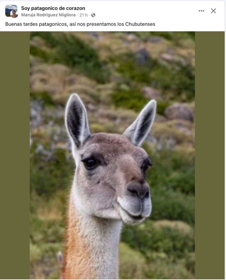 Tras los polémicos dichos de Patricia Bullrich, estallaron los memes en Chubut