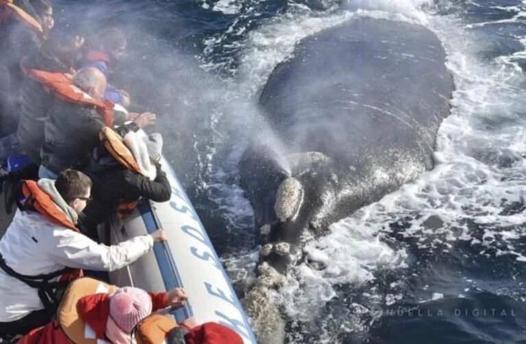 Puerto Pirámides abre la temporada de Ballenas