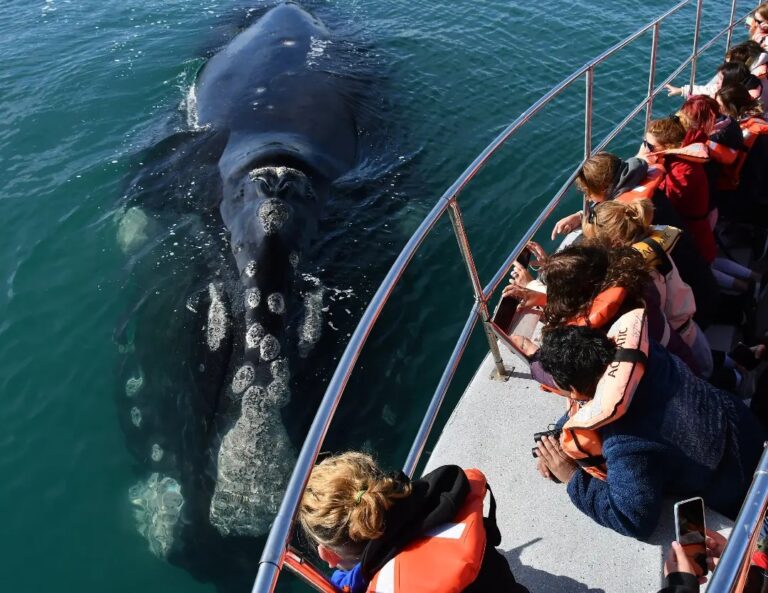 Puerto Pirámides es el mejor lugar de mundo para conocer las ballenas