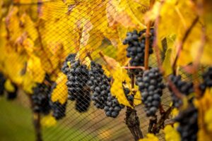 Viñedos en Trevelin