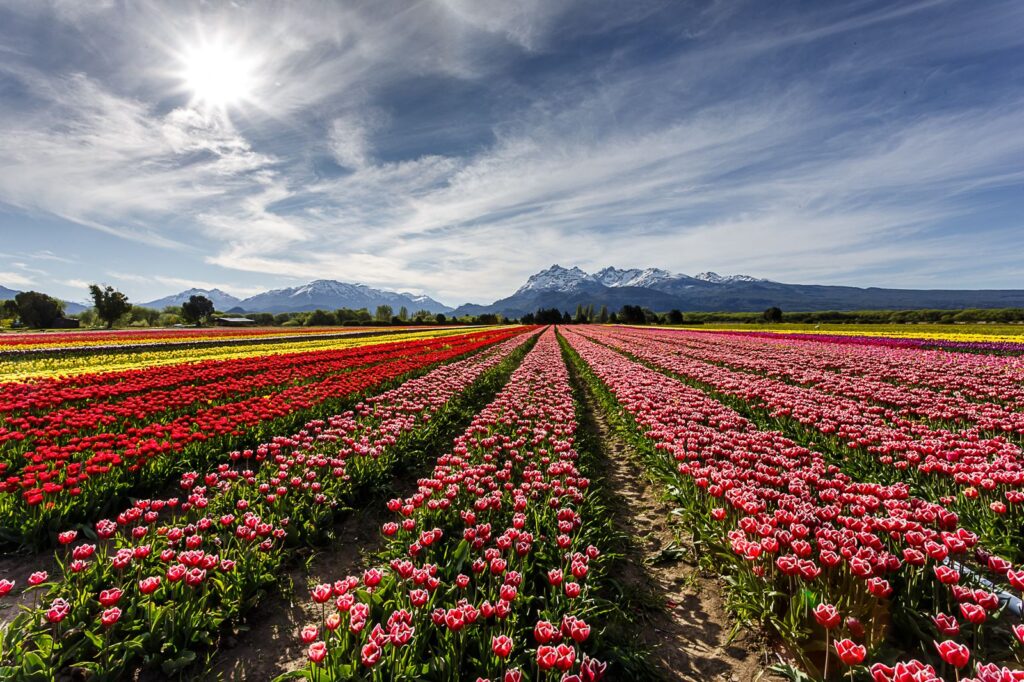 Campo de Tulipanes en Trevelin