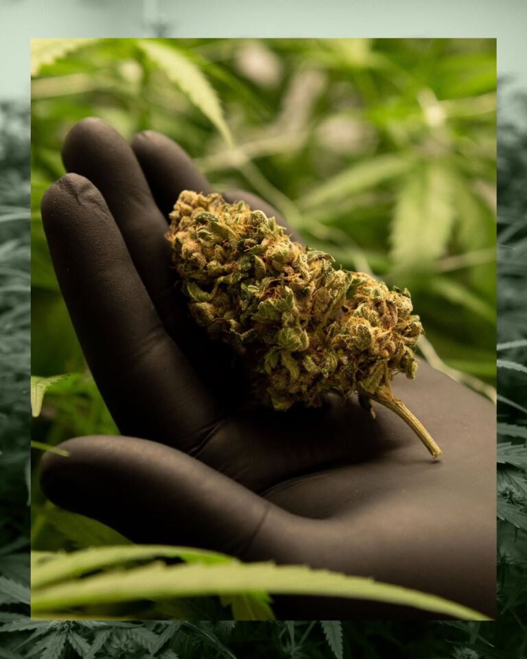 Chubut empieza a debatir la creación del REPROCANN provincial