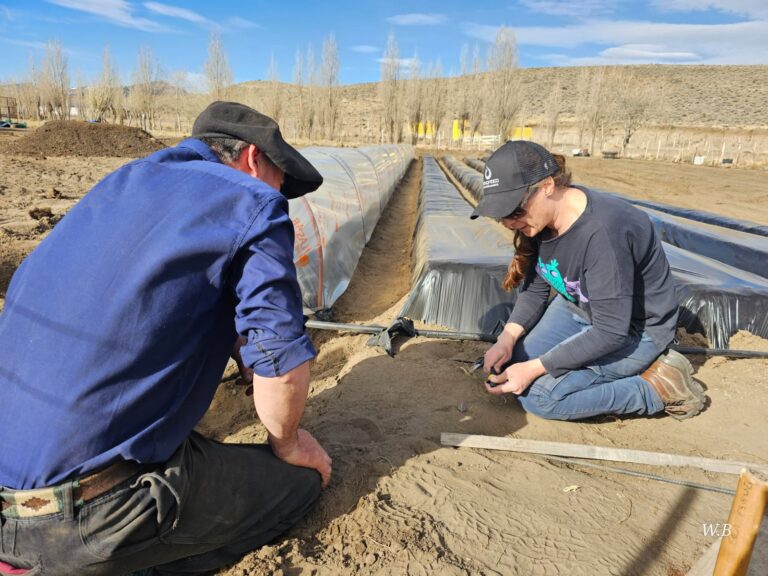 Frutillas del Viento: Energía renovable y producción agrícola sostenible crecen en Chubut