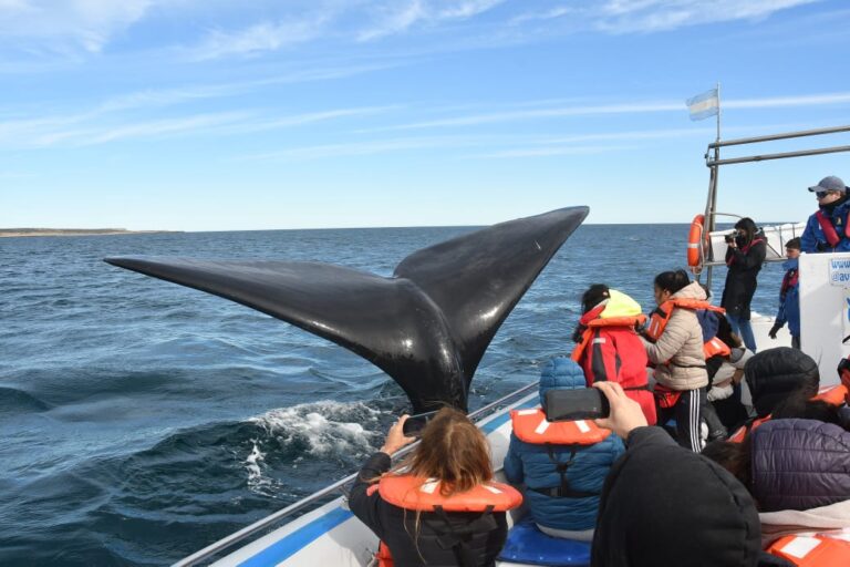 Comenzó la temporada de ballenas en Puerto Pirámides: cómo disfrutar uno de los mejores avistajes del mundo