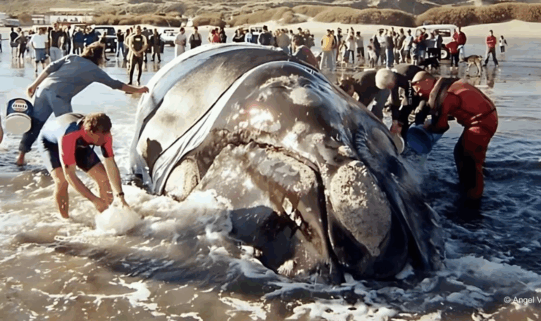 Garra, la ballena que unió a un pueblo
