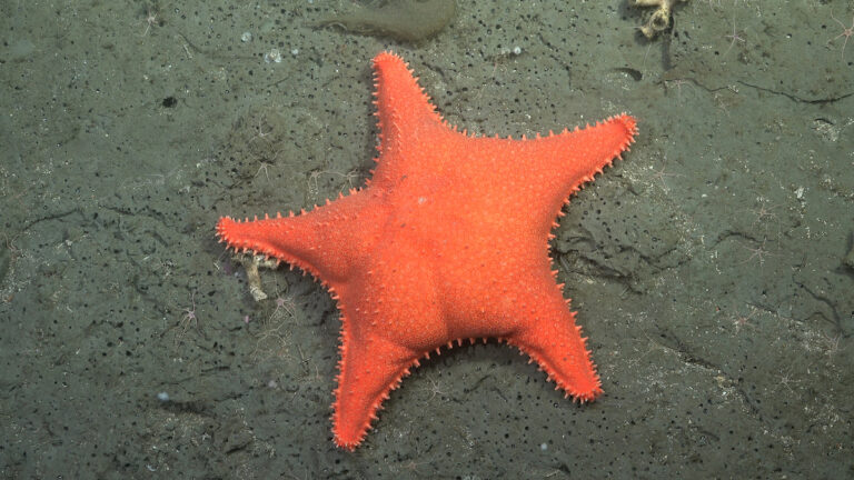 Comienza un nuevo streaming de ciencia en la Patagonia