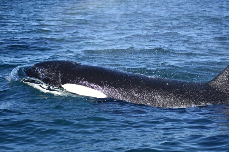 Orcas y el secreto de una caza milenaria en Península Valdés