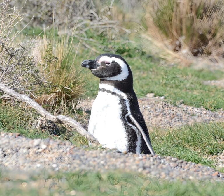 Pingüinos y ballenas: Chubut abre una temporada única