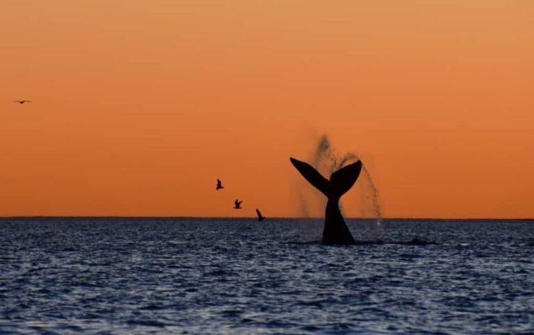 Puerto Pirámides: ballenas y atardeceres para un finde inolvidable