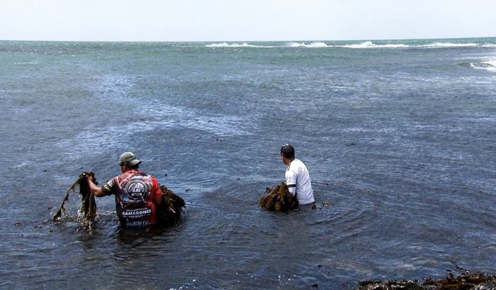 Camarones: brindarán capacitación sobre técnicas de recolección de algas