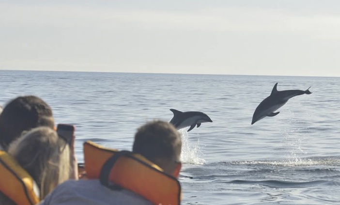 Una experiencia única con delfines en las aguas del Golfo Nuevo