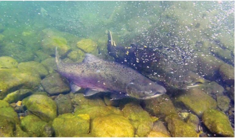 El salmón más grande del mundo coloniza ríos patagónicos