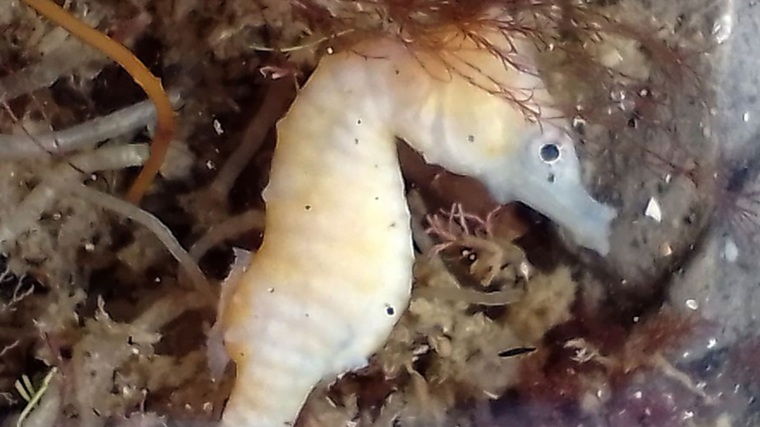Caballitos de mar en el río Negro