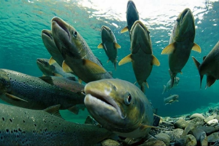 Se aproxima la séptima Fiesta Nacional del Salmón del Pacífico