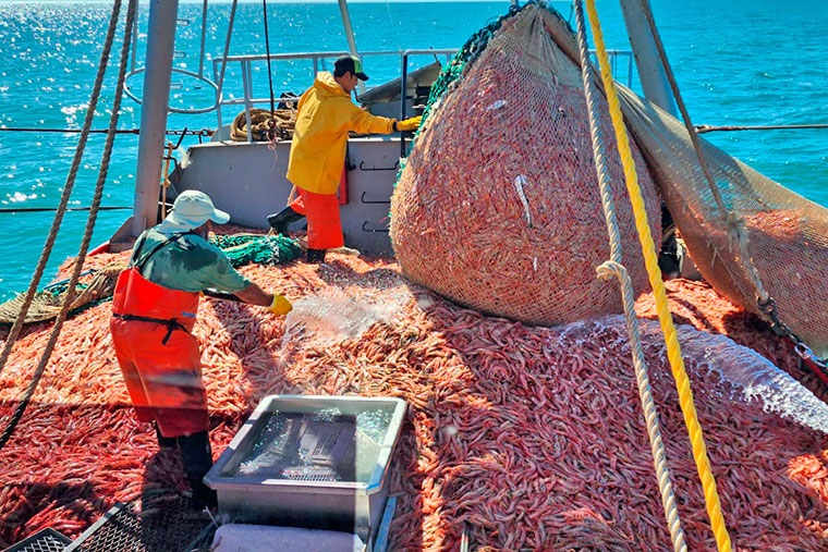 El langostino argentino logró la certificación internacional de pesca sustentable